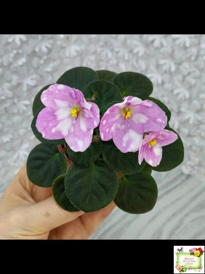 Hunter's Tie-Dye (K.Muzalewski) (лист посажен 30.01.26)