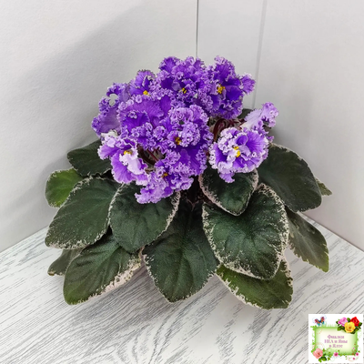 Н-Озёрный Край (Н. Бердникова) 2018