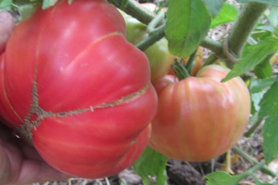 Томат Деревенский (HILBILLY)