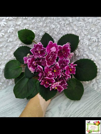 АВ-Последняя Любовь Самурая (Фиалковод) 2021 г. (лист посажен 19.01.26)