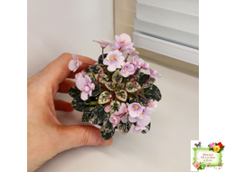 Precious Pixie (S.Sorano) (3 листа с детками в 1 стаканчике)