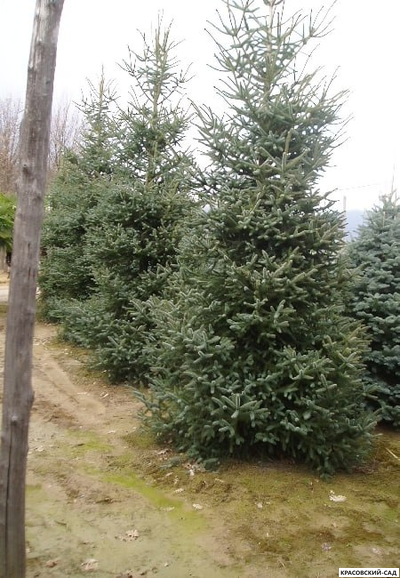 Пихта испанская Глаука - фото в ландшафте - красовский-сад.рф