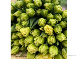 Тюльпан Avantgarde