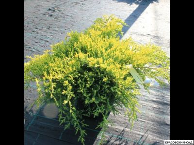 Можжевельник Даубс Фростед - Daub`s Frosted