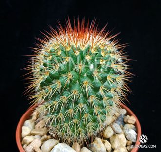 Mammillaria Spinosissima