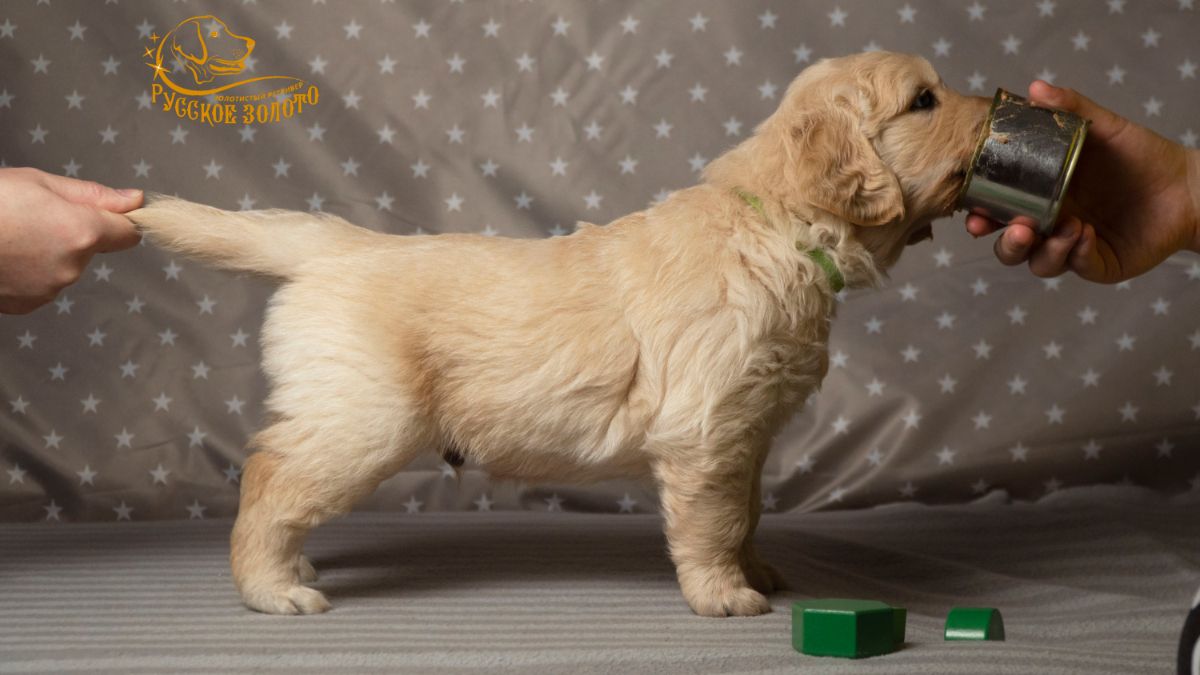 РЗ Шедди Кочевник, мальчик зеленая ленточка, 1 месяц