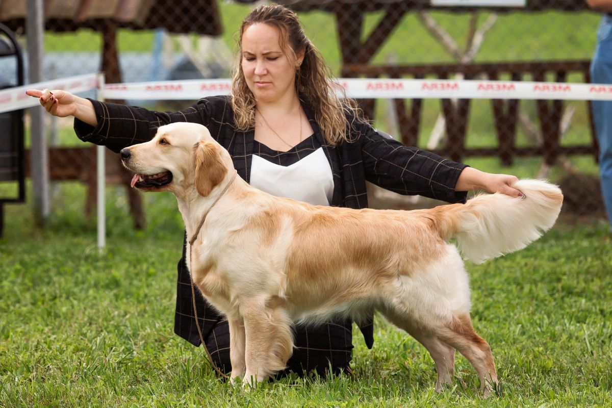 MAJESTIC MARGARET GOLDEN STREAM / Марго /