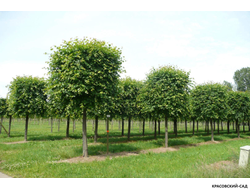 Липа европейская Палида - Pallida