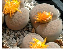 Lithops hookeri v.elephina C092 (MG) - 10 семян