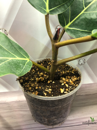Ficus lutea / фикус Лютея