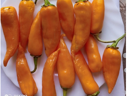 Перец острый Фиш оранжевый (Orange Fish Pepper)