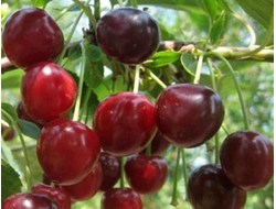 Гриот Московский(вишня)