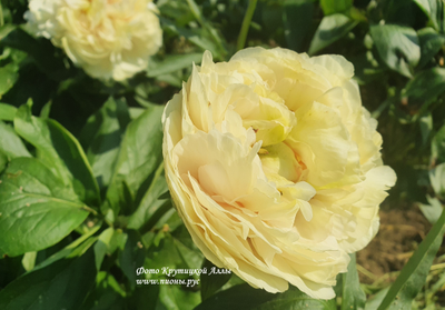 Пион Blond Vision (Блонд Вижен)