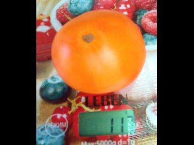 Томат Верна оранжевая