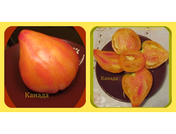 Томат Канада (Канадское наследие полосатый)