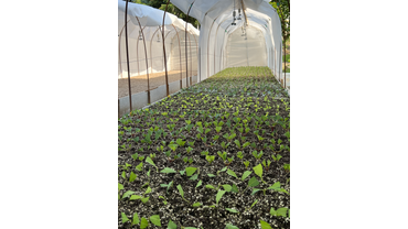 Зеленое черенкование