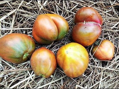 Томат Сладкое трюфельное сердце