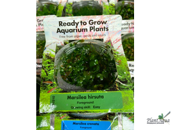 Марсилия Хирсута (меристемная) Сингапур