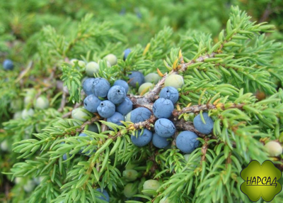 Можжевельник обыкновенный (саженец 30 см)