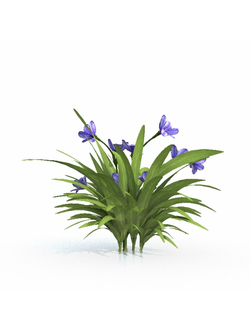 цветы Бабиана-01