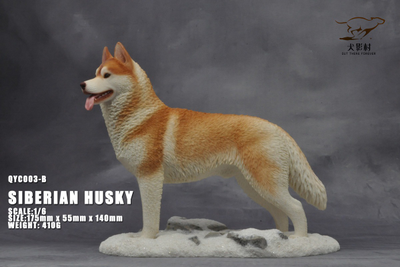 Сибирская хаски (рыжая) - Коллекционная ФИГУРКА 1/6 scale Husky (QYC003B) - QuanYingCun
