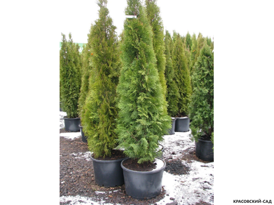 Туя Смарагд - Smaragd 1 метр