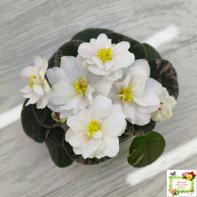 Golden Eye (S. Sorano)