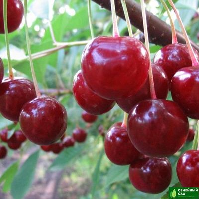 Вишня "Уральская черешенка"