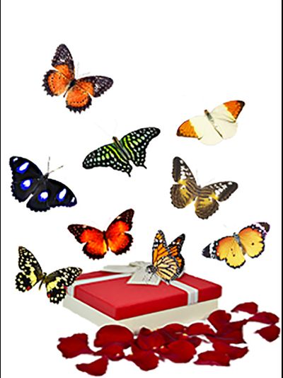 Салют из 9 тропических бабочек МИНИ  бабочки 5 - 10 см