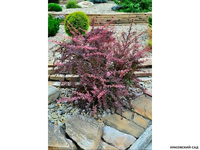 Барбарис Тунберга Pink Qween