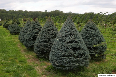 Топиар Ель колючая Глаука в форме конуса - Glauca