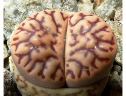 Lithops bromfieldii v.mennellii C044 -10 семян