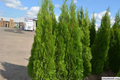 Туя Смарагд - Smaragd 4 метра