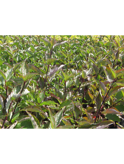 Дерен белый "Кесселринги" С2,40-60