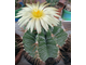 Astrophytum ornatum v. virens