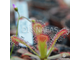 Drosera Coccicaulis