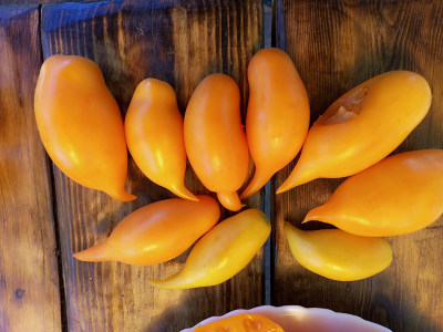 Томат Буратино золотой