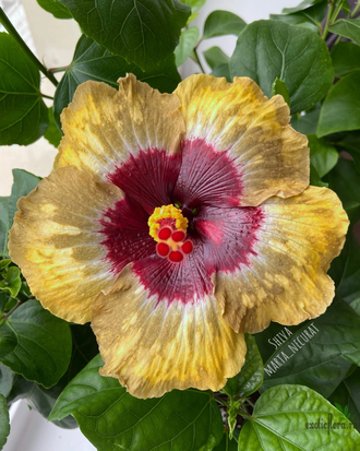 Гибискус Shiva