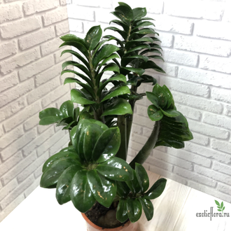 Замиокулькас Зензи (Жук) / Zamioculcas Zenzi (Bug)