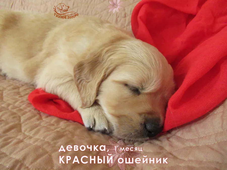 1 месяц. Девочка с КРАСНЫМ ошейничком