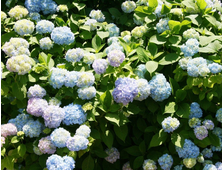 Гортензия крупнолистовая Nikko Blue, ЗКС