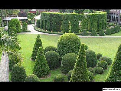 Туя Колумна - Columna