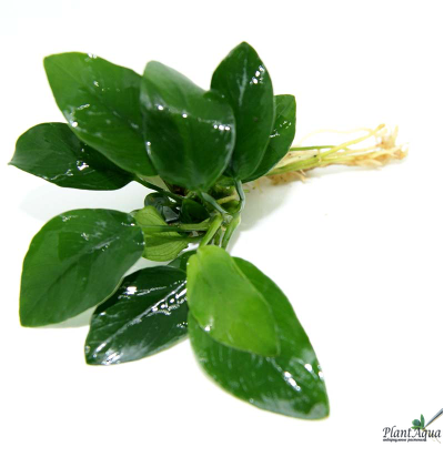 Анубиас бартери нана - аквариумное растения