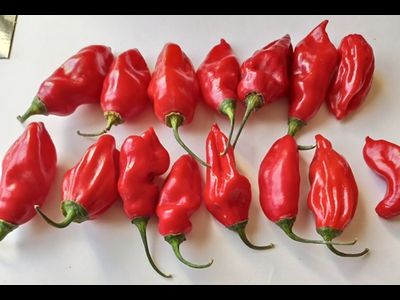 Перец острый  Naga Smooky Rainbow