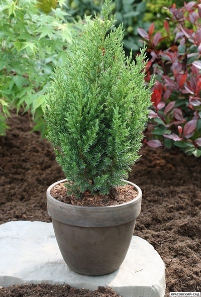 Можжевельник китайский Стрикта купить в Москве