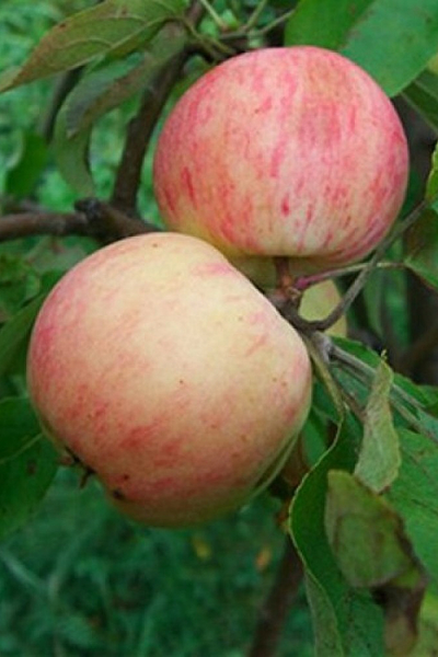 Яблоня Грушовка Московская (ранн.)