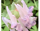 Corydalis solida