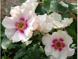 Си Ю ин Пёрпл ( See You in Purple)