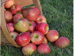 Яблоня Орлинка, C5