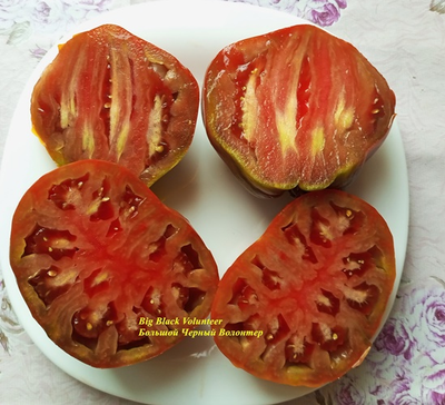 Томат Большой черный волонтер (Big Black Volunteer)